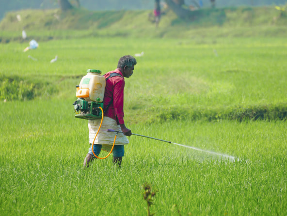 Farmer tending crops in a green field